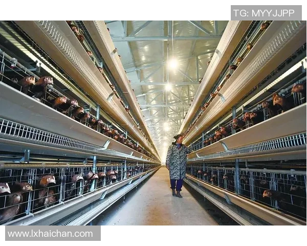 足球球星转行养鸡揭秘背后的商业模式与乡村振兴之路